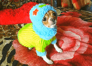 Вязаная кофта для чихуахуа Нюра ❤ Knitted sweater for Chihuahua.mp4