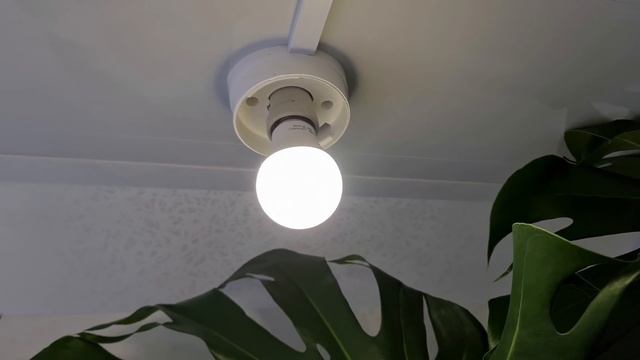 КЛЕМАТИСЫ то же бывают КОМНАТНЫМИ! Что нужно цветам зимой? Лампа от фирмы Mars Hydro. смотреть онлайн