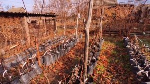 Наступают морозы, хранение саженцев винограда в контейнерах