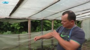 Самый классный (!!!!!) способ подвязывания растений в теплице!