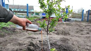 Во время цветения и сразу после лейте под сливу и вишню это удобрение! Подкормка сливы вишни в мае