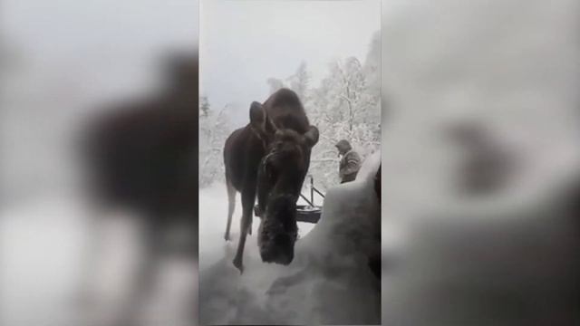 Лосиха из нацпарка на Урале устроила забег за снегоходом директора смотреть онлайн