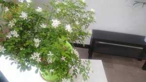 Orange jasmine/Murraya Paniculata/Chinese box plant care and growing tips/Groplants