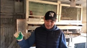 Куры несушки.  Какая выгоднее.