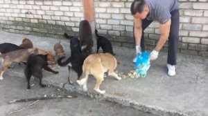 Одиннадцать друзей Оушена