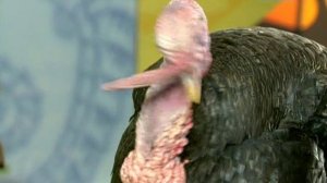 В мире животных с Николаем Дроздовым 2011 г   Выпуск - 2