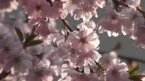 Весна.Цветение деревьев.