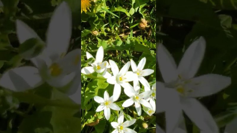 Кто знает, как их зовут? Напишите в комментариях✍️ #дачныйвлог  #ольга_дом_и_дача #дачакакесть