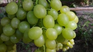 ВИНОГРАД. НИКОЛЬ  и БЕЛОСНЕЖКА. 2020г