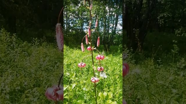 Лилия кудреватая или саранка.?