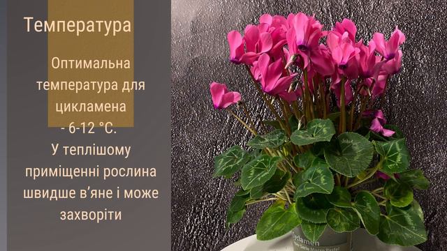 Цикламен 🌹🪴🌺   Секрети догляду за кімнатною красунею! \догляд за рослинами \ кімнатні рослини