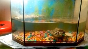 Чем кормить черепаху. Красноухая черепаха.