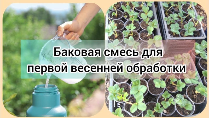 Баковая смесь для первой весенней обработки клубники.