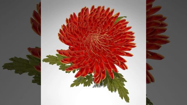 XfrogPlants Pompon Chrysanthemum 3D model from CGTrader.com смотреть онлайн