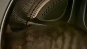 ПОСТИРАЛИ КОТЁНКА В СТИРАЛЬНОЙ МАШИНЕ ?