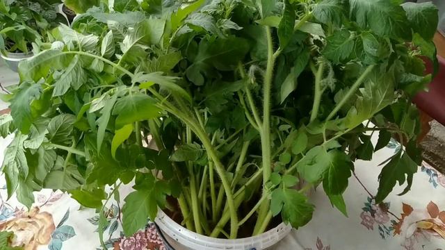 Эксперимент по укоренению томатов| Как удвоить колличество рассады? смотреть онлайн