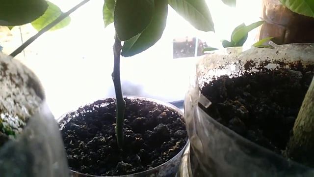 Расположение моих цитрусовых растений, краткий обзор смотреть онлайн