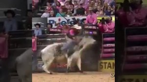 Реальные быки