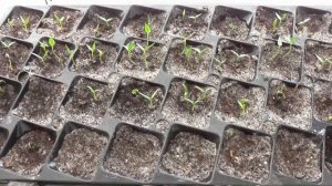 10 ДНЕЙ ПОСЛЕ ПОСЕВА СЕМЯН ПЕРЦА / ВСХОДЫ ЧЕРЕЗ НЕДЕЛЮ