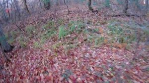 сбор кедровых шишек после шишкарей