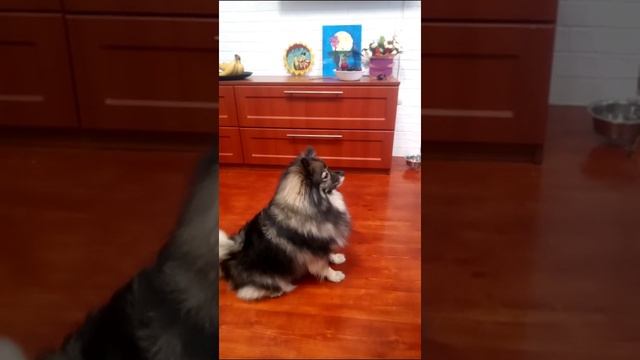 какой Умный Шпиц! #Shorts