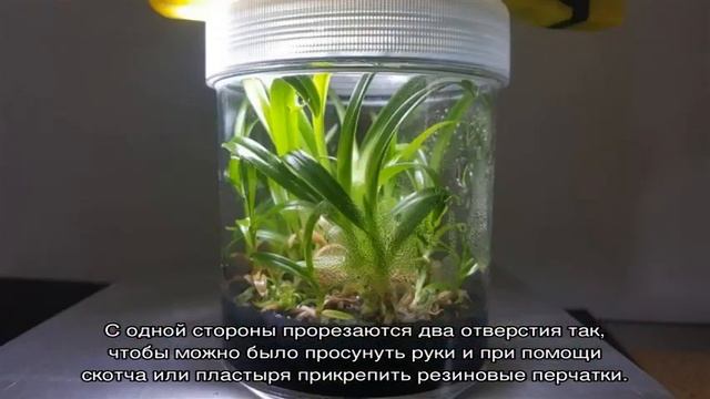 Как вырастить Орхидею из семян в домашних условиях смотреть онлайн