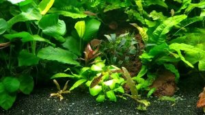 буцефаландры,анубиасы, папоротники 300л.