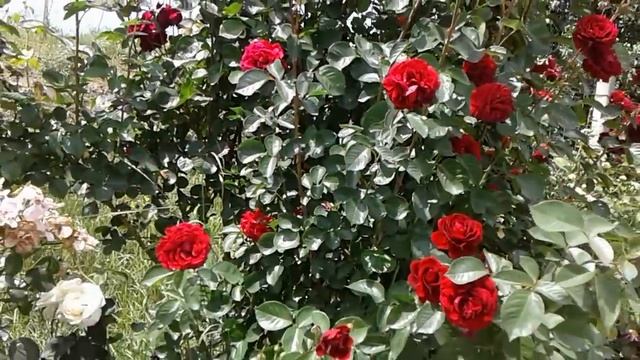 нахенглют плетистая роза, питомник роз полины козловой, rozarium.biz смотреть онлайн