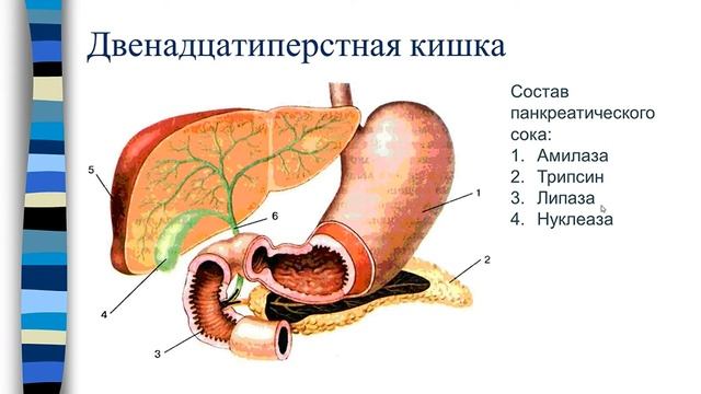 Пищеварительная система