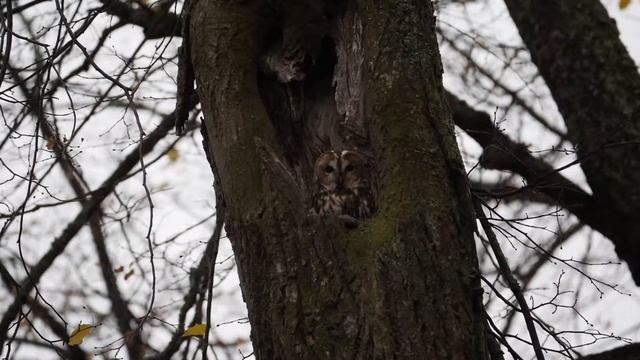 Серая неясыть смотреть онлайн