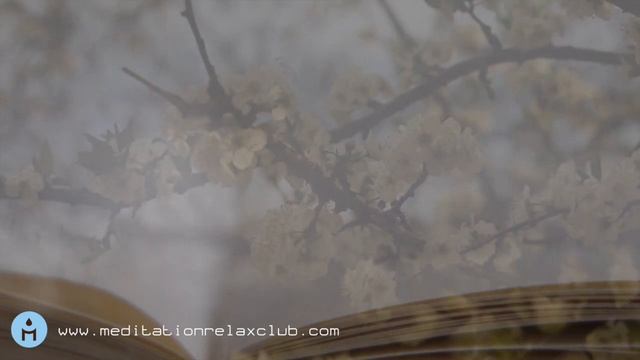 Musica Concentrazione & Studio: Canzoni da Studio per Concentrarsi Meglio, BRAIN POWER смотреть онлайн