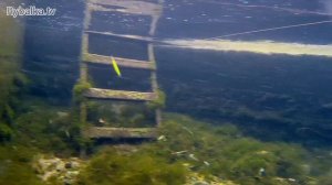 Воблер OSP Asura Rudra. Подводная съемка воблера. O.S.P. Rudra Underwater