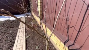 Как привить абрикос на сливу.Мой первый опыт