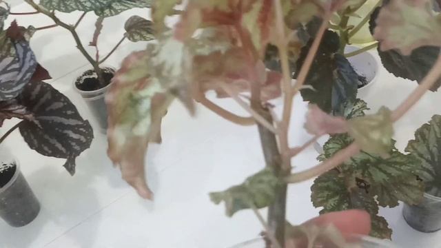 Комнатные цветы в ноябре• Тросниковые или Кейн- бегонии смотреть онлайн