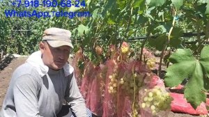 Защити свой урожай винограда от ос и воробьёв.