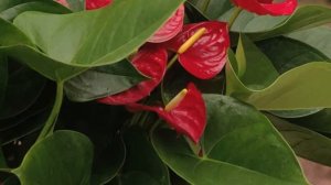 Hartstichting Anthurium - Plant met een hart