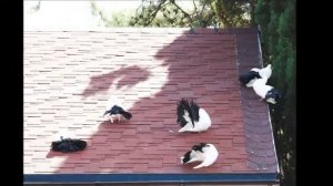 НЕ ШУМИТЕ. РАДИ БОГА ТИШЕ.