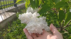 Сирень мадам Лемуан обзор.