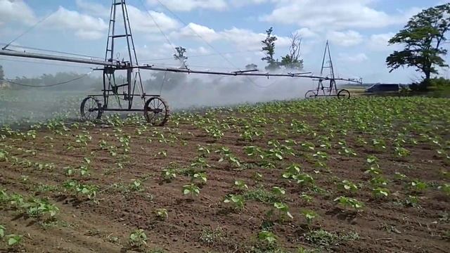 Кондитерский подсолнух 6 июня.
