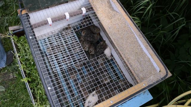 Пересадка перепелов эстонцев в уличные клетки. Содержание перепелов на улице. смотреть онлайн