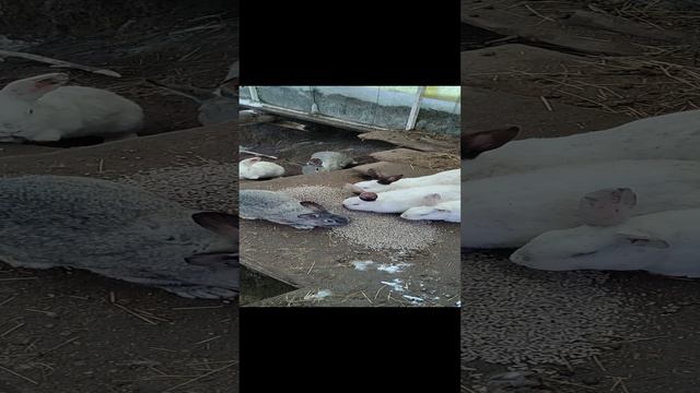 снова кролики в яме