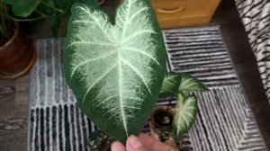 Про цветы. Мои каладиумы. Новички и старички.