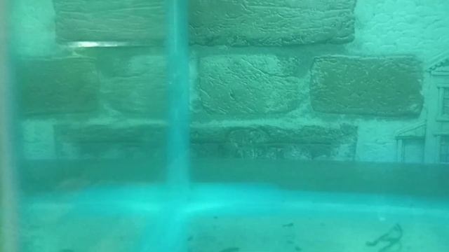 Кэрюхи отнерестились, но... #кэрри #тетра #tetra #tetrafish смотреть онлайн