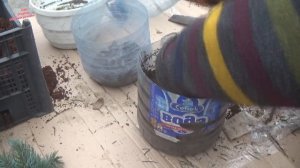 РАЗМНОЖЕНИЕ ГОЛУБОЙ ЕЛИ! СПОСОБ РАЗМНОЖЕНИЯ ГОЛУБОЙ ЕЛИ ДОМА!