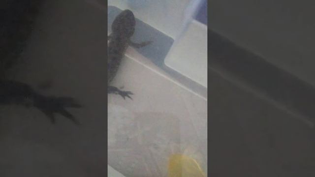 Моя тритониха. Содержание тритонов. смотреть онлайн