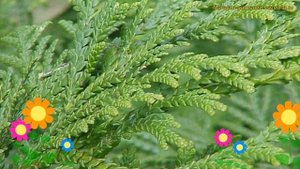 Туевик поникающий поникающий. Краткий обзор, описание характеристик thujopsis dolabrata