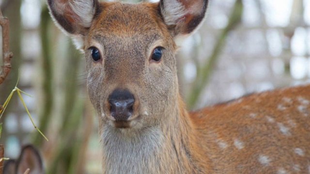 Видеофильм