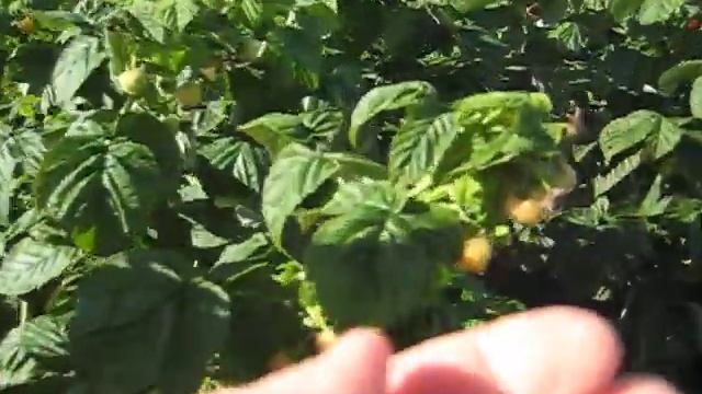 МАЛИНА FALL GOLD .ЯГОДА В НАШЕМ САДУ . смотреть онлайн