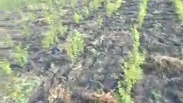 30.06.2017г вырывание травы на №4 в сеянцах жердели смотреть онлайн