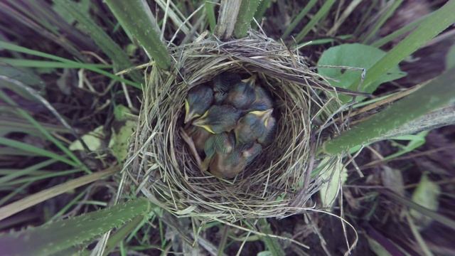 Камышовка болотная 150607 2 в лопухе gp150618 17 смотреть онлайн